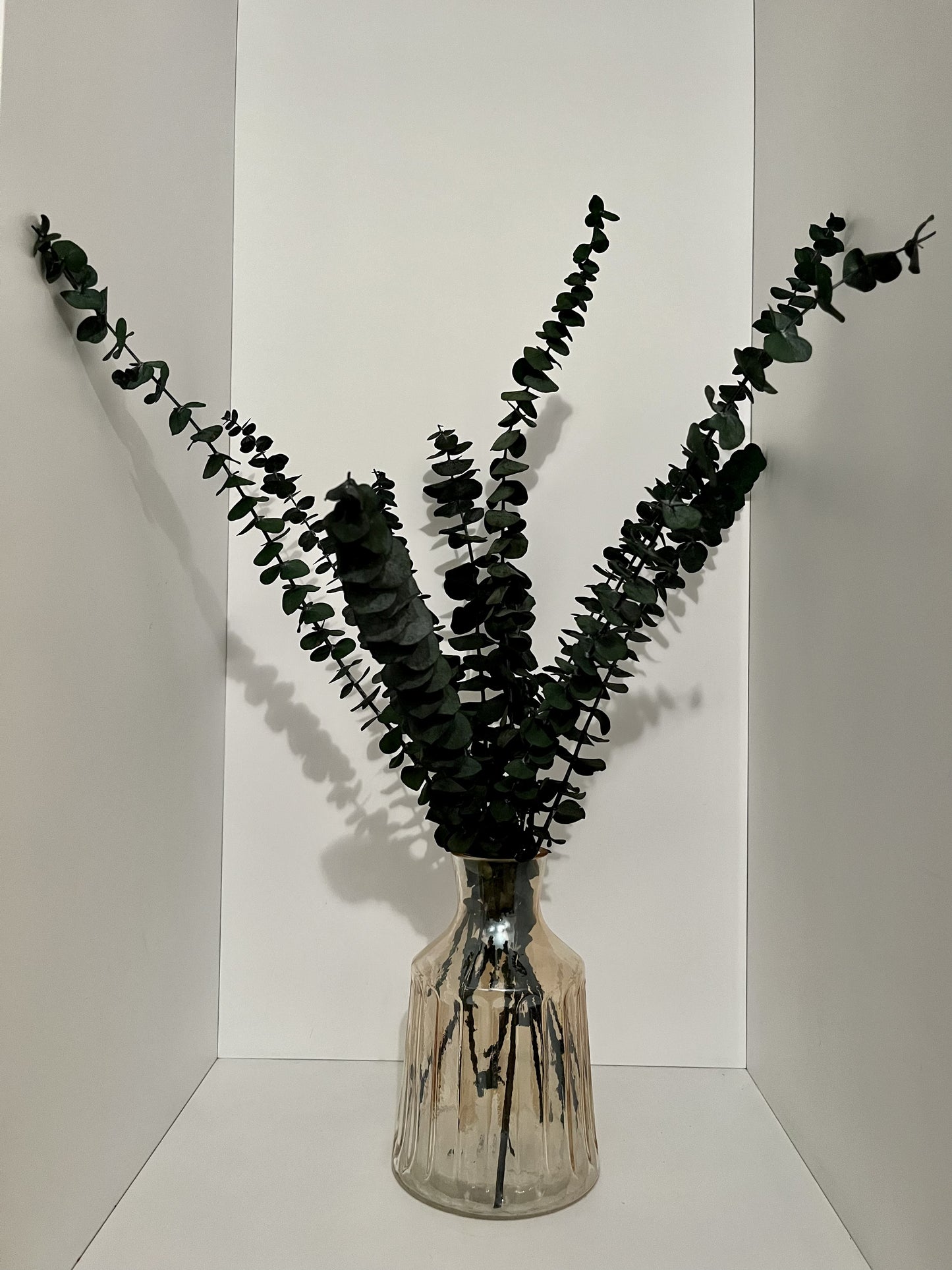 Eucalyptus Simplex