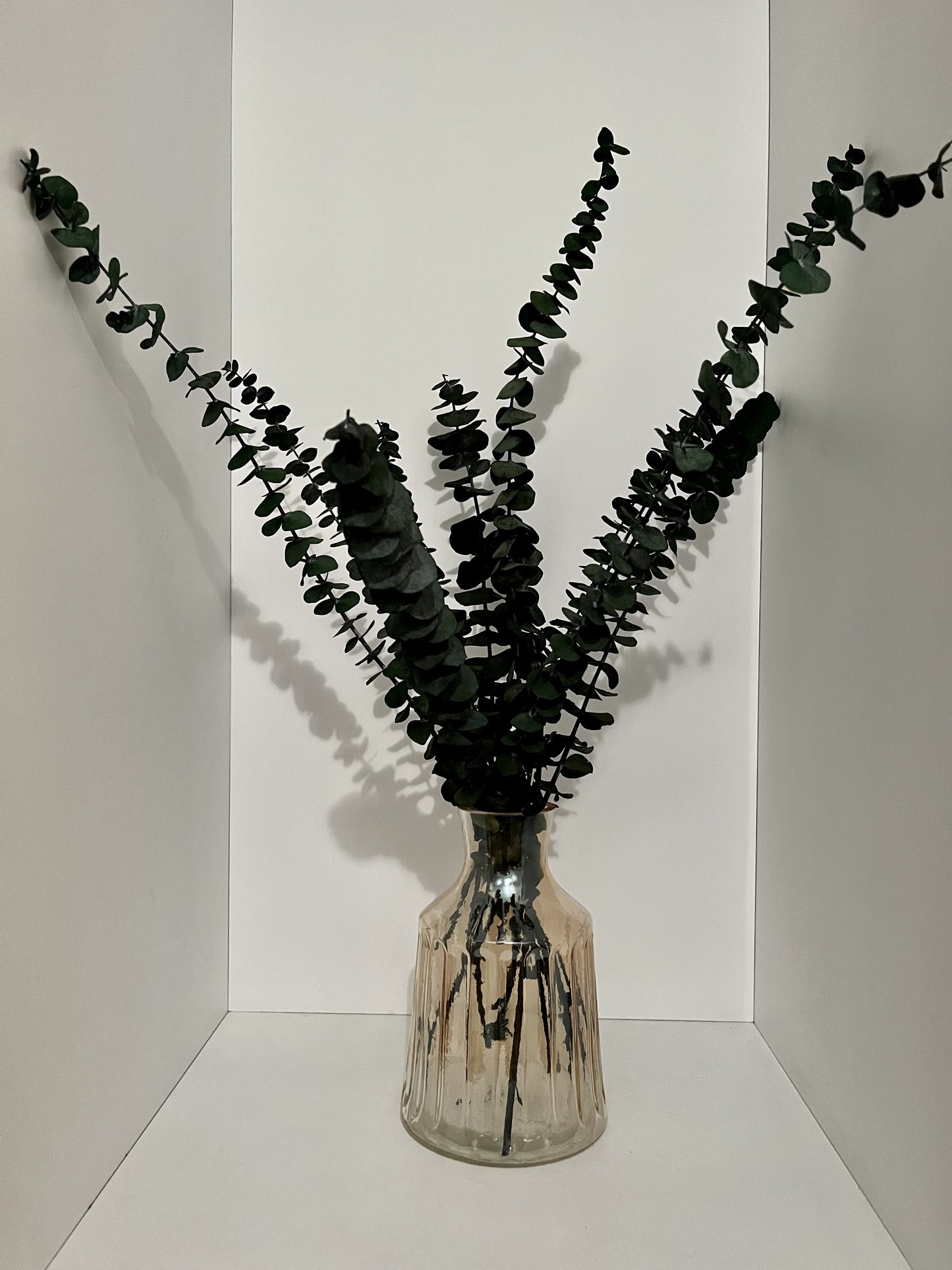 Eucalyptus Simplex
