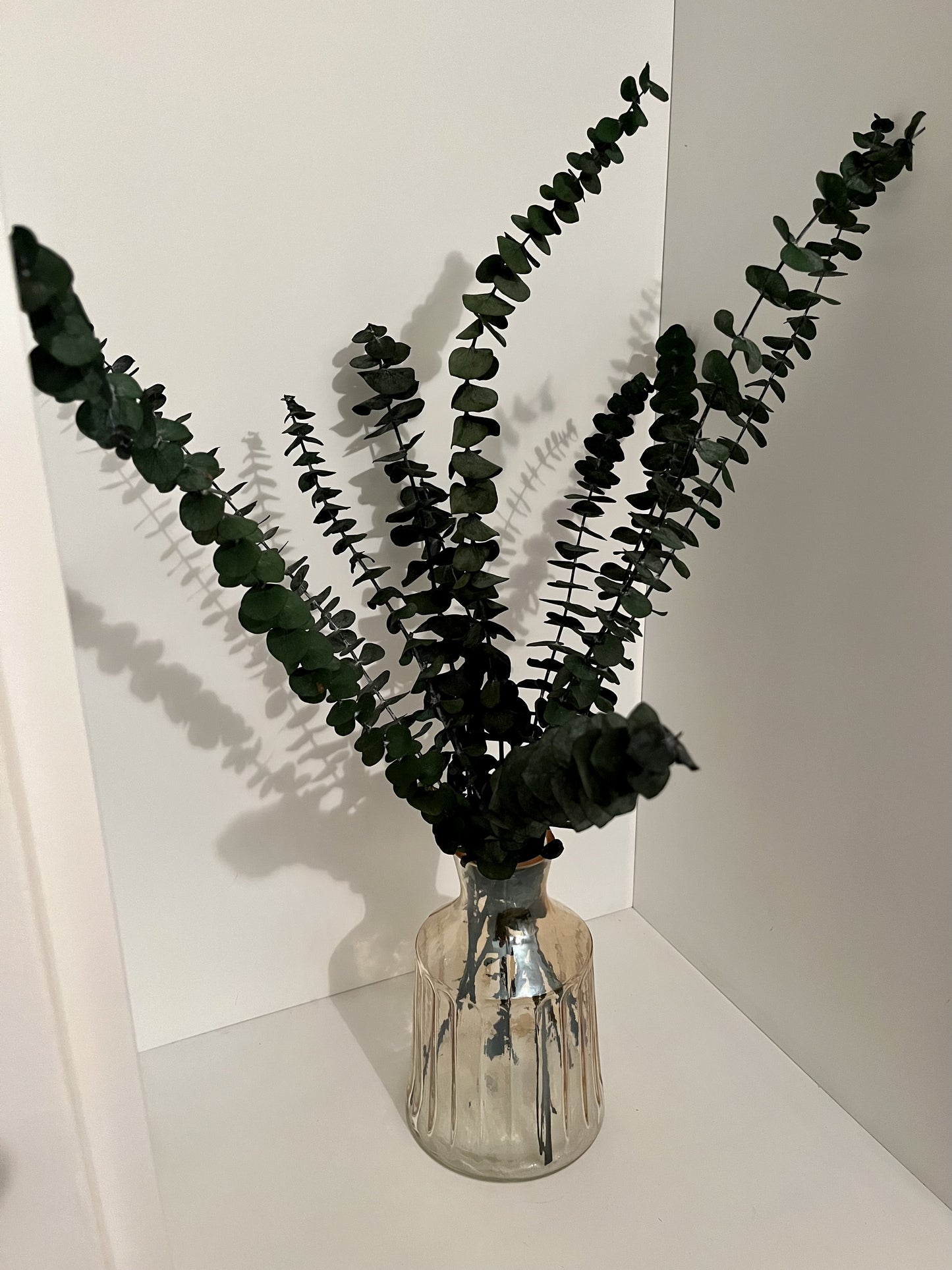 Eucalyptus Simplex
