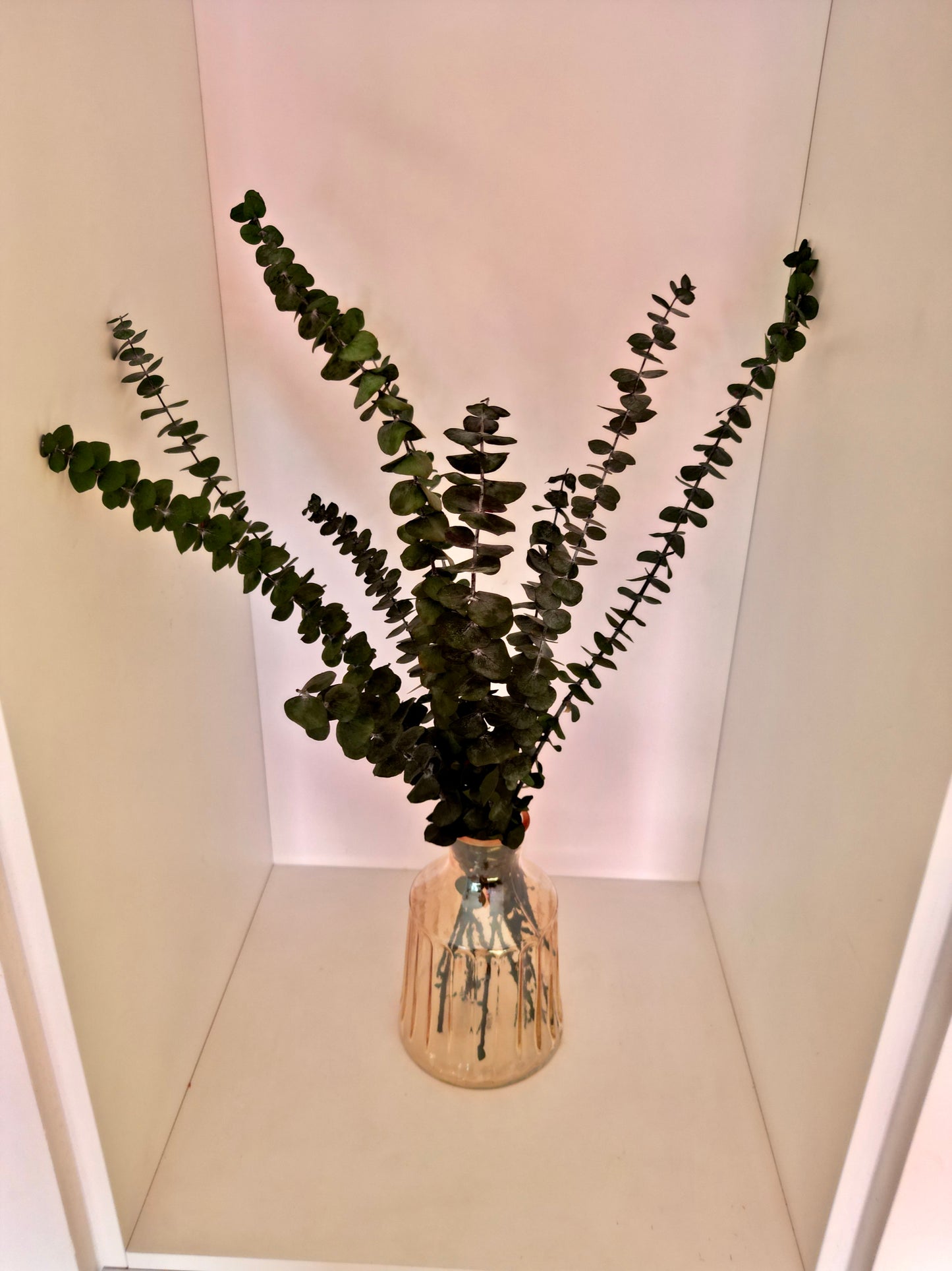 Eucalyptus Simplex